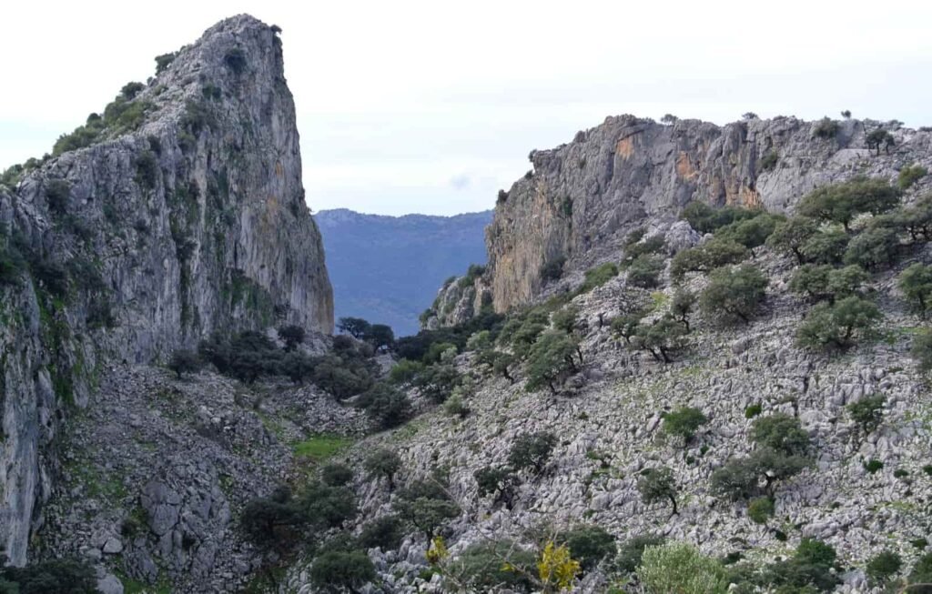 cabrero